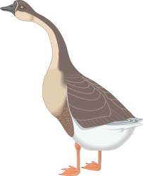Goose Clipart: Elegant and Playful Geese Illustrations for All Uses