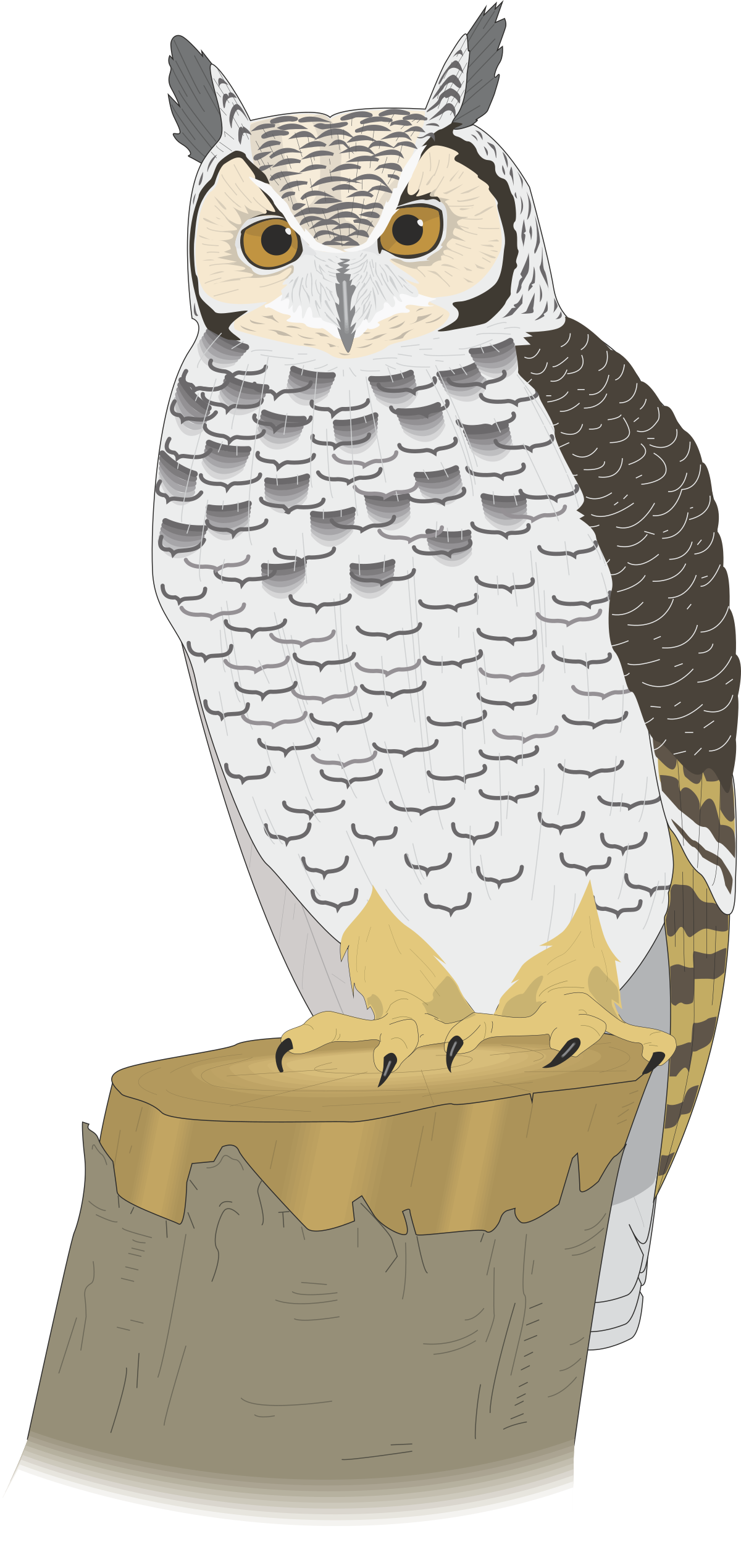 Owl on Box Clipart - Adorable Wildlife Illustration