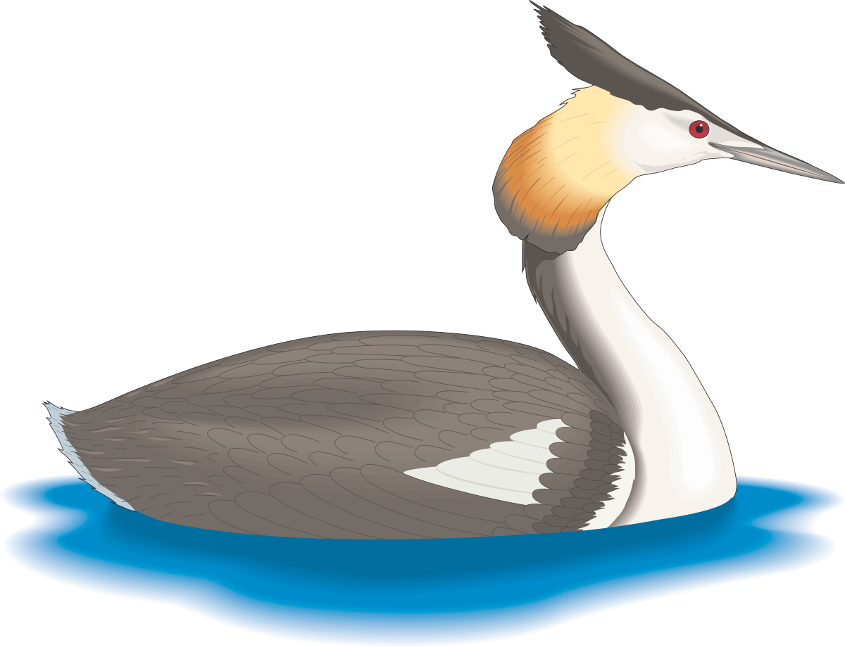 Floating Bird in Water - Serene Nature Clipart