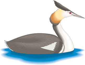 Floating Bird in Water - Serene Nature Clipart