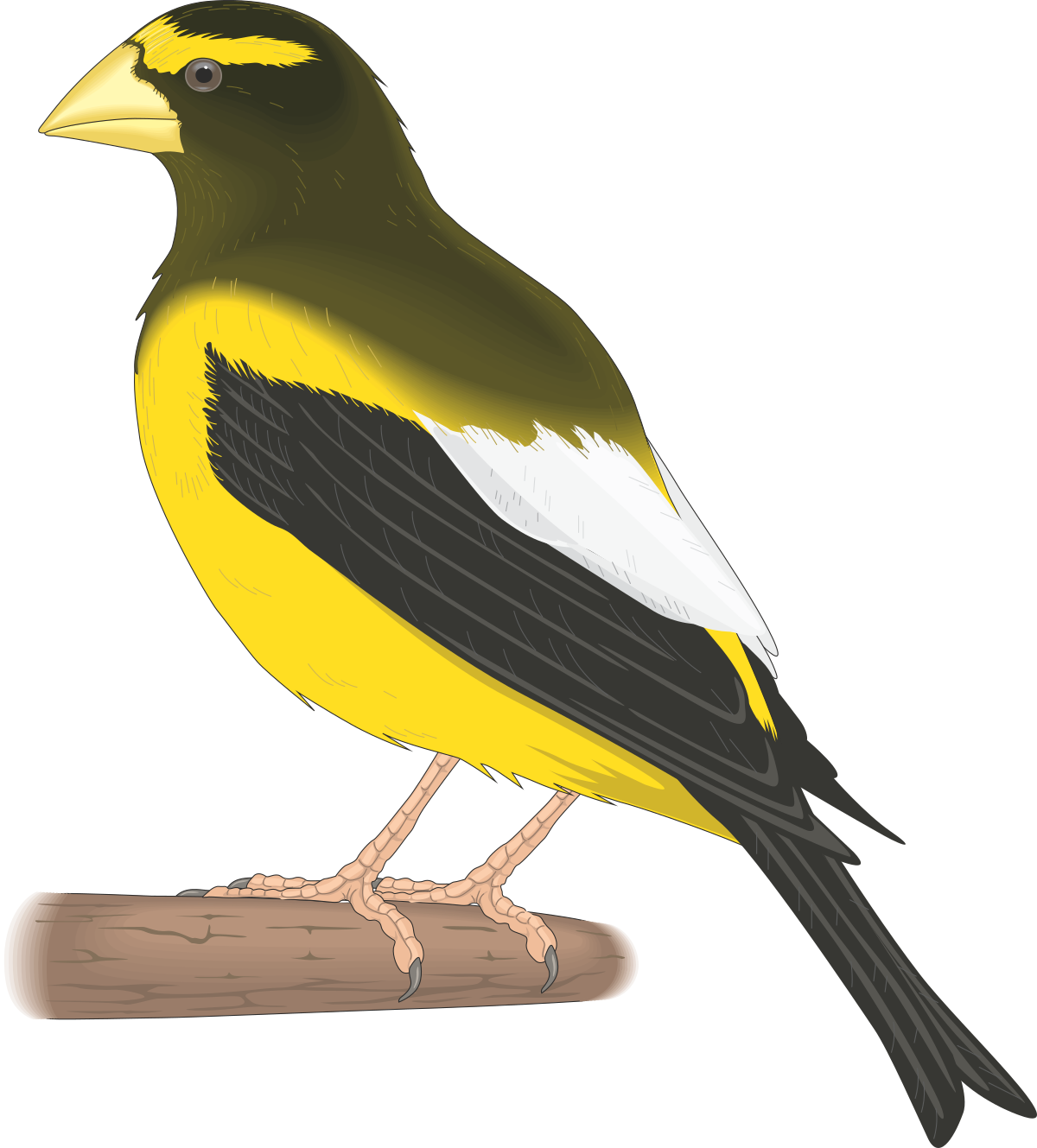 a bird sitting on a branch clip art png transparent Bird Sitting on Branch Clipart – Nature Illustration for Creative Projects