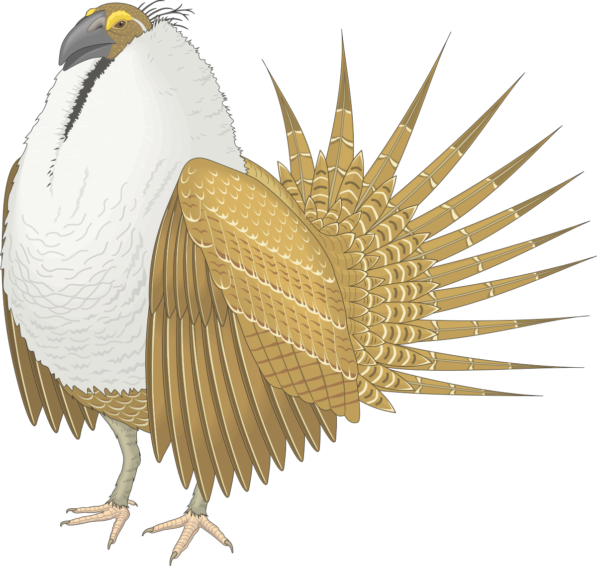 a bird with a long tail and a yellow beak clip art png transparent Bird Clipart with Long Tail and Yellow Beak