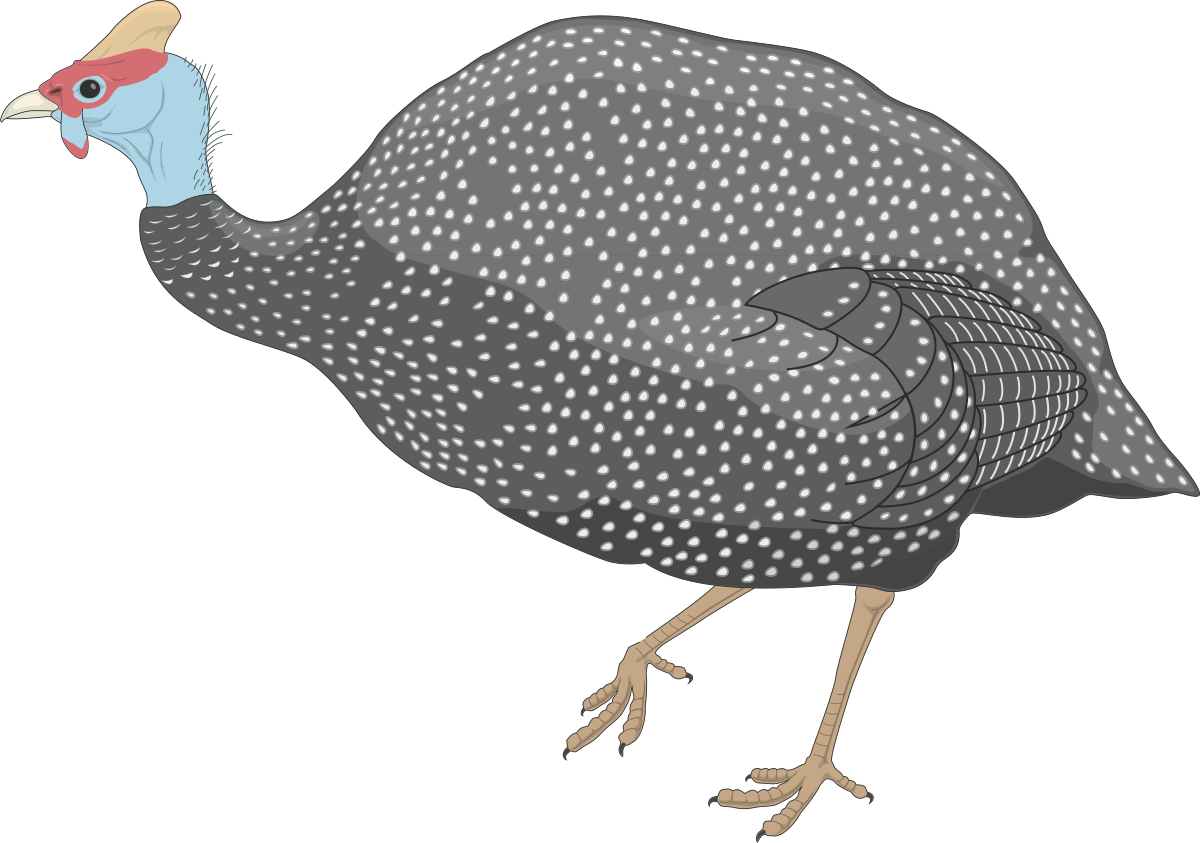 Bird with Long Beak - Unique Clipart for Nature Lovers