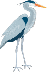 Bird with Long Beak on Black Background Clipart