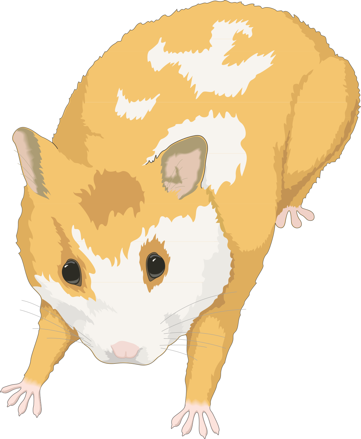 a ham is standing on its hinds clip art png transparent Ham Standing on Its Hinds - Unique Clipart Illustration