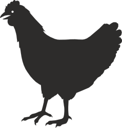 Black Chicken Silhouette on Black Background - Perfect for Creative Projects