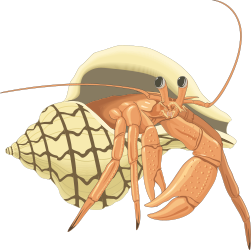 Hermit Crab Clipart: Unique Shell-Wearing Marine Life Illustration