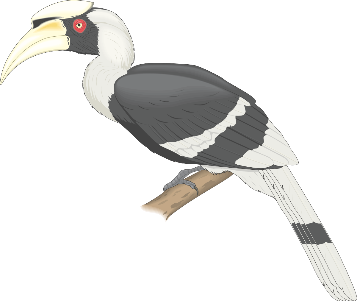 Bird with Long Beak Sitting on Branch Clipart - Nature Illustration