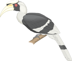 BIRDS,HORNBILL clipart