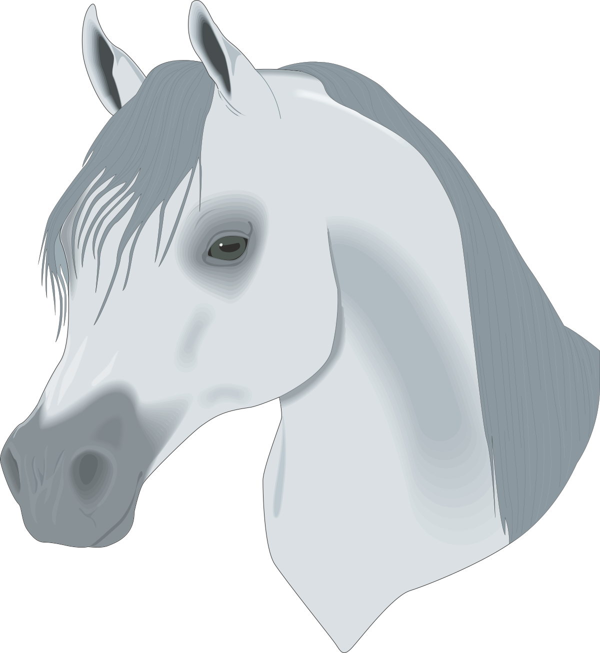 White Horse Head on Black Background Clipart