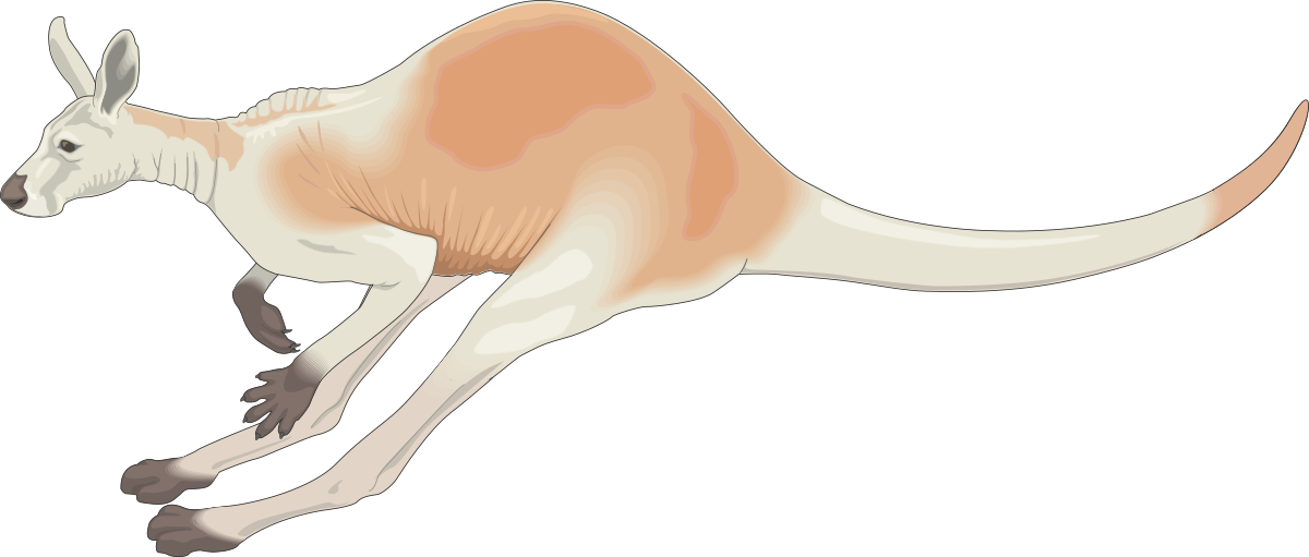 Kangaroo Jumping in the Air - Dynamic Clipart for Creative Projects
