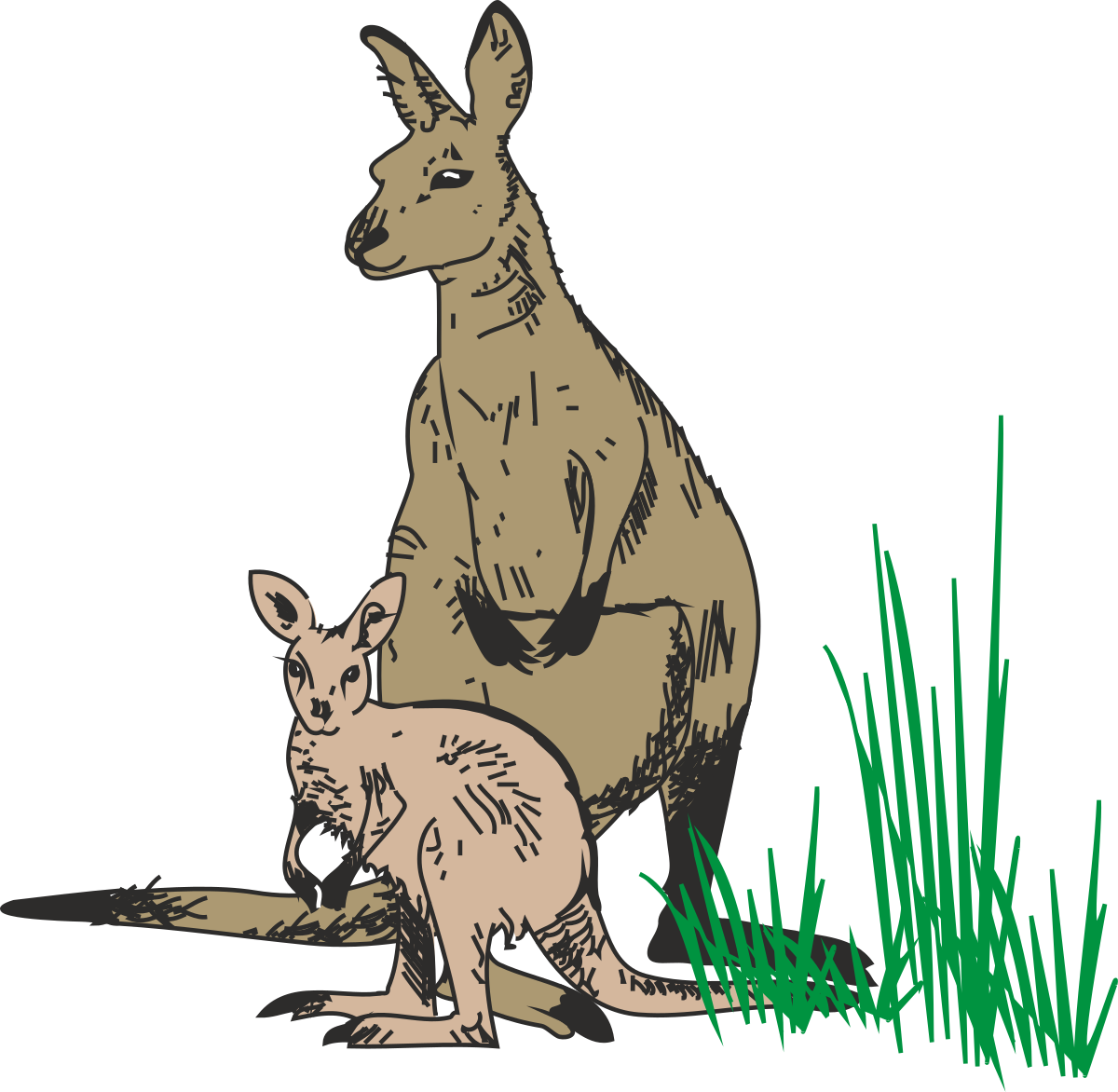 Kangaroo and Kangaroo Cub Clipart - Playful Wildlife Graphics