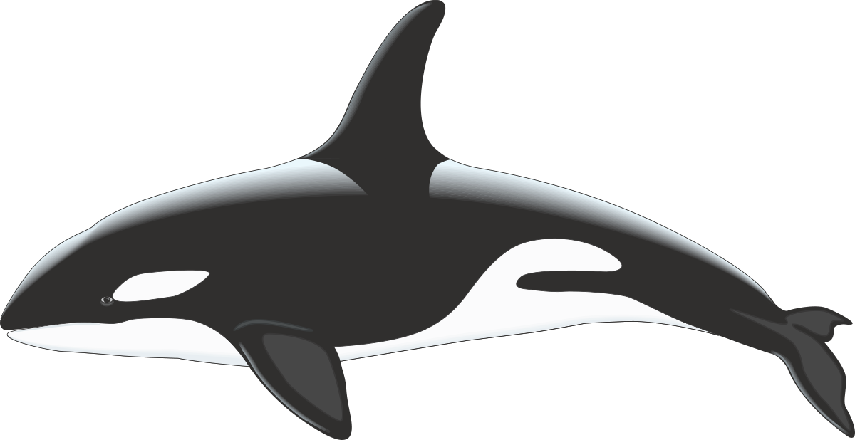 Killer Whale Clipart with Striking Black and White Background