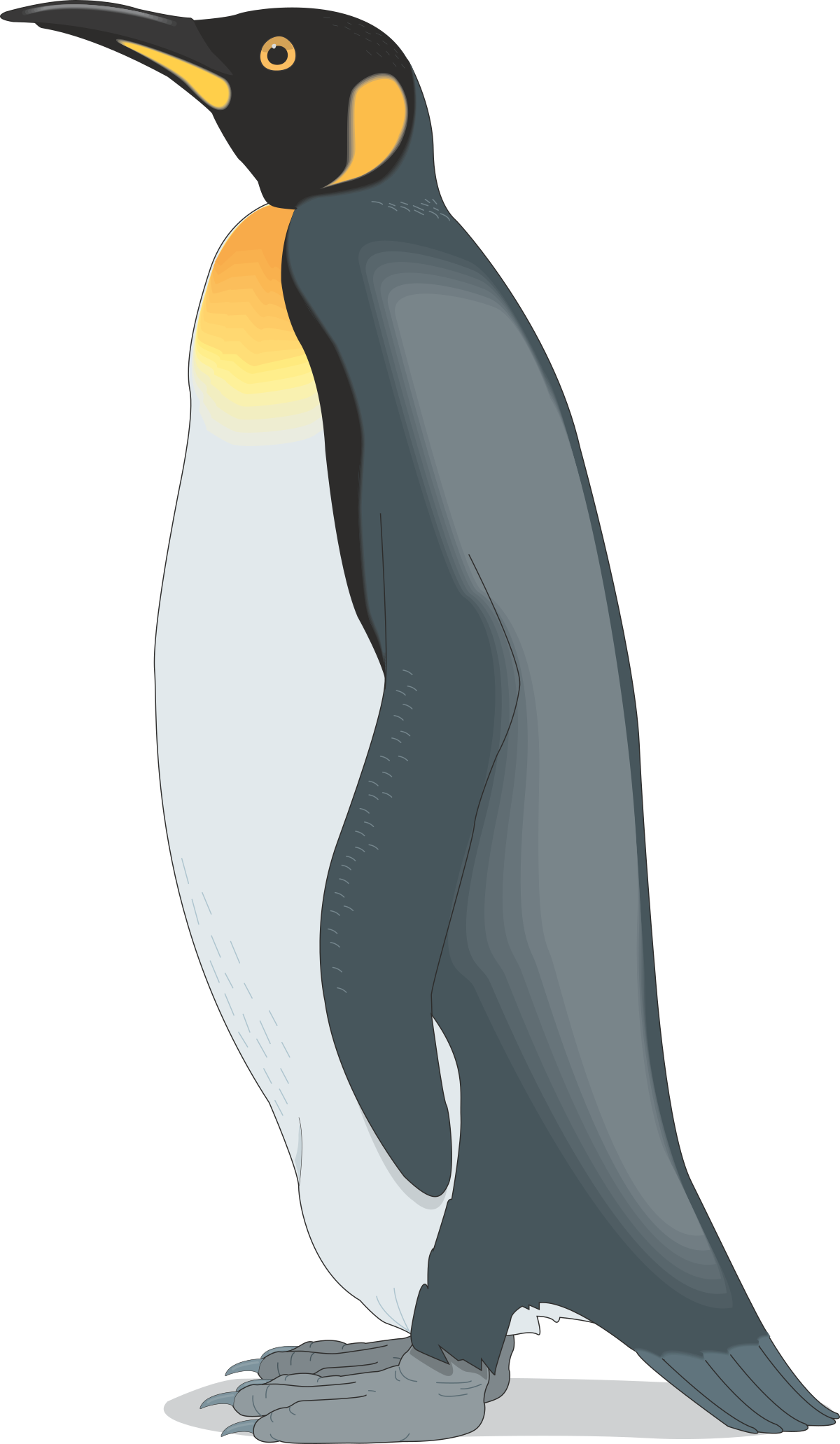 a penguin standing on its hinds clip art png transparent Penguin Standing on Its Hinds - Playful Clipart for Creative Projects