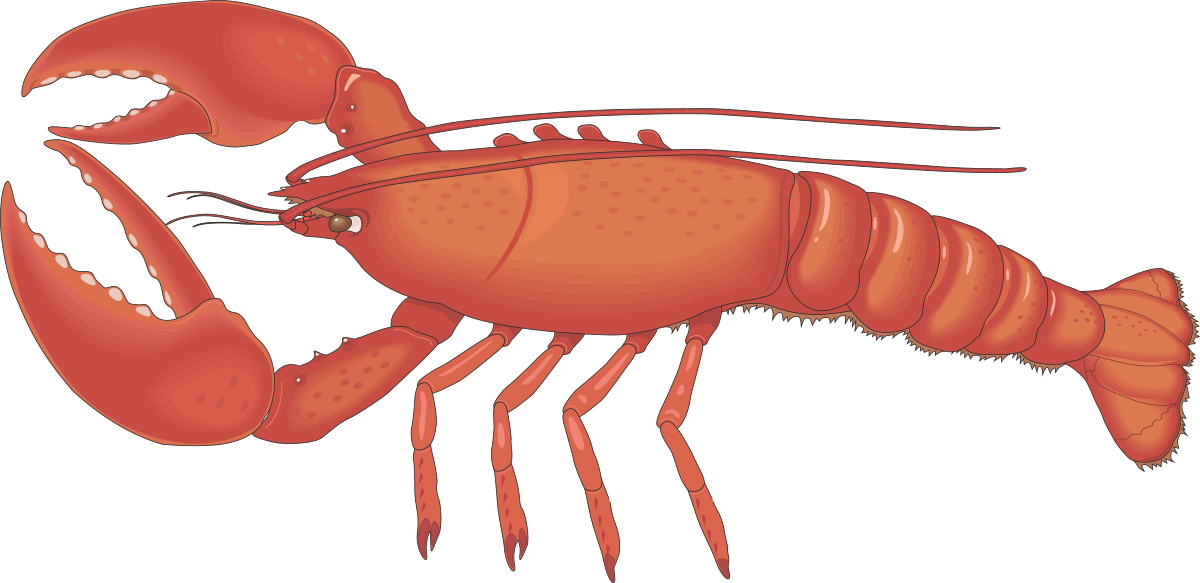 a lobster with a large body and long legs clip art png transparent Lobster Clipart: Large Body and Long Legs Illustration