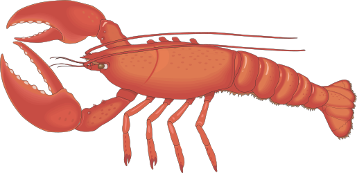 Lobster Clipart: Large Body and Long Legs Illustration