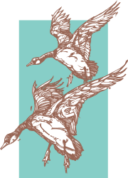Flying Birds Clipart: Two Graceful Birds in the Air