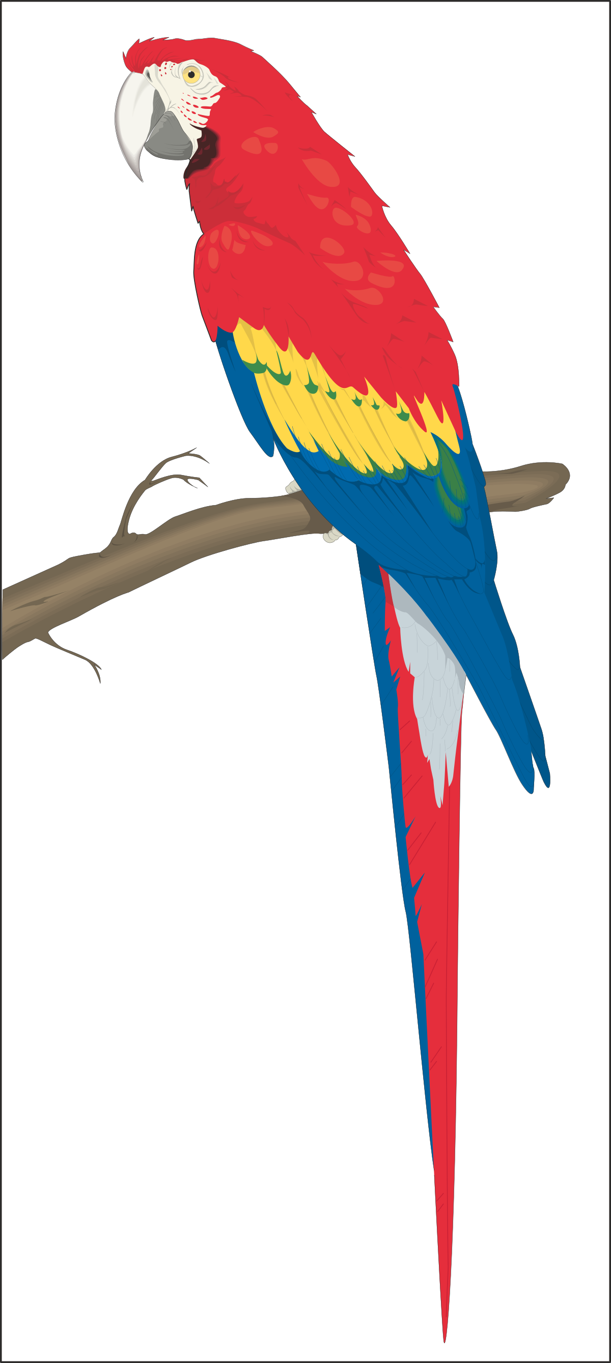 Parrot Perched on a Branch - Vibrant Clipart for Your Projects