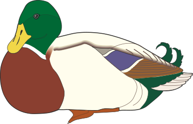 Duck Clipart with Green Head and Brown Beak for Creative Projects
