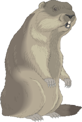 Beaver Sitting on Hind Legs - Adorable Clipart for Nature Themes