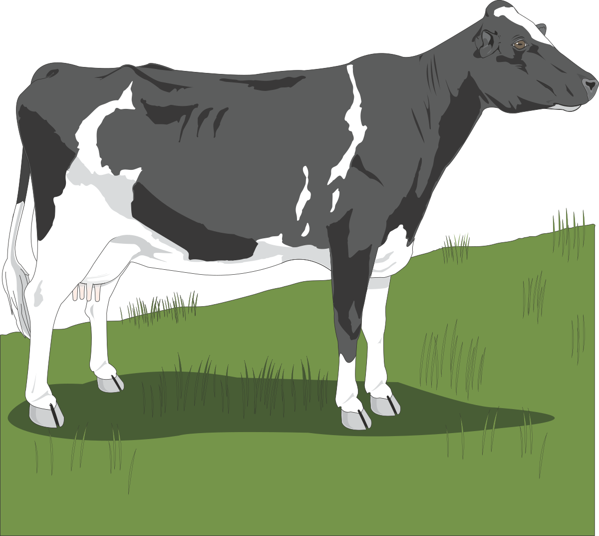 Cow Standing in Grass - Lively Rural Scene Clipart