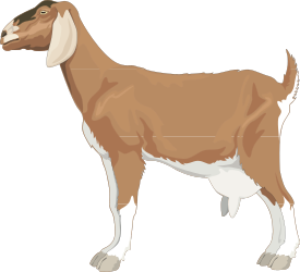 Brown Goat Standing on Black Background Clipart