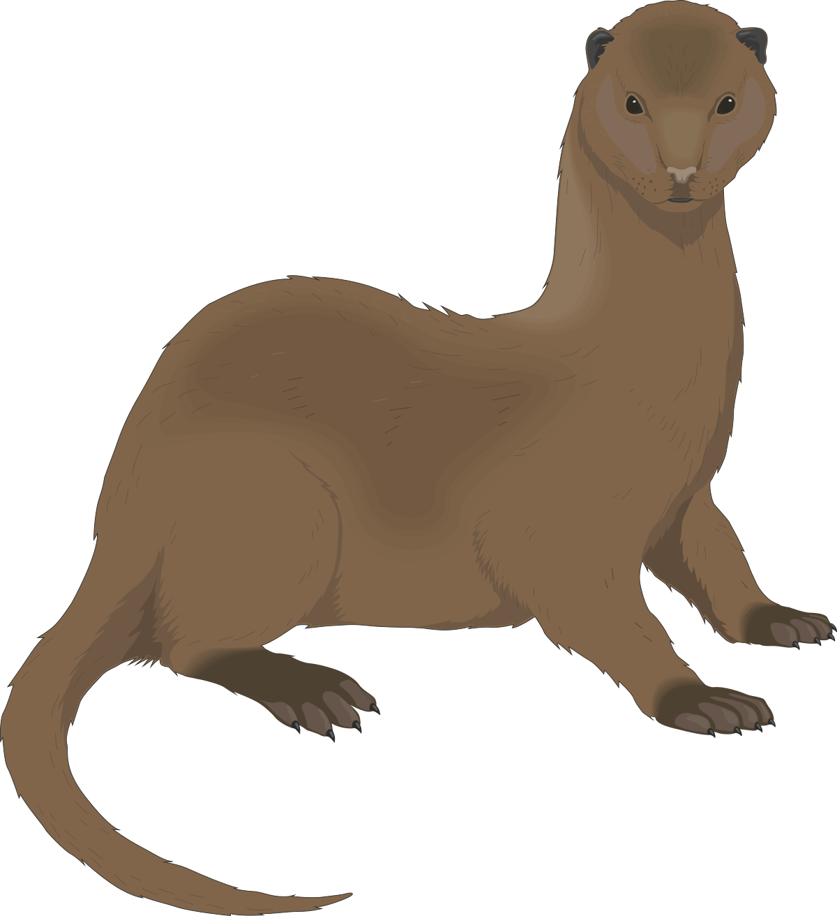 a weasely weasely, a weasely weasely, a weasely weasely, a weasely clip art png transparent Weasely Weasel Clipart: Charming and Playful Designs