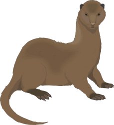 ANIMALS,WILD,MINK clipart