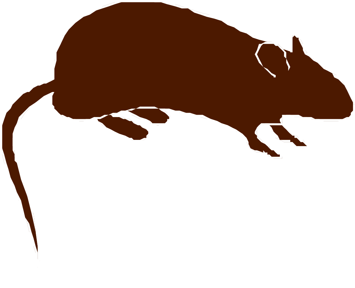 Brown Rat Clipart: Realistic Wildlife on Black Background