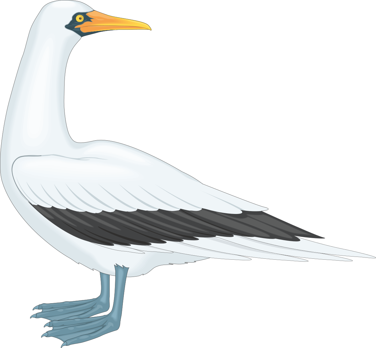 a white bird with black wings clip art png transparent White Bird with Black Wings Clipart - Elegant Avian Designs