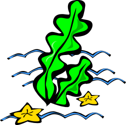 Green Leaf Floating in Water - Serene Natural Clipart