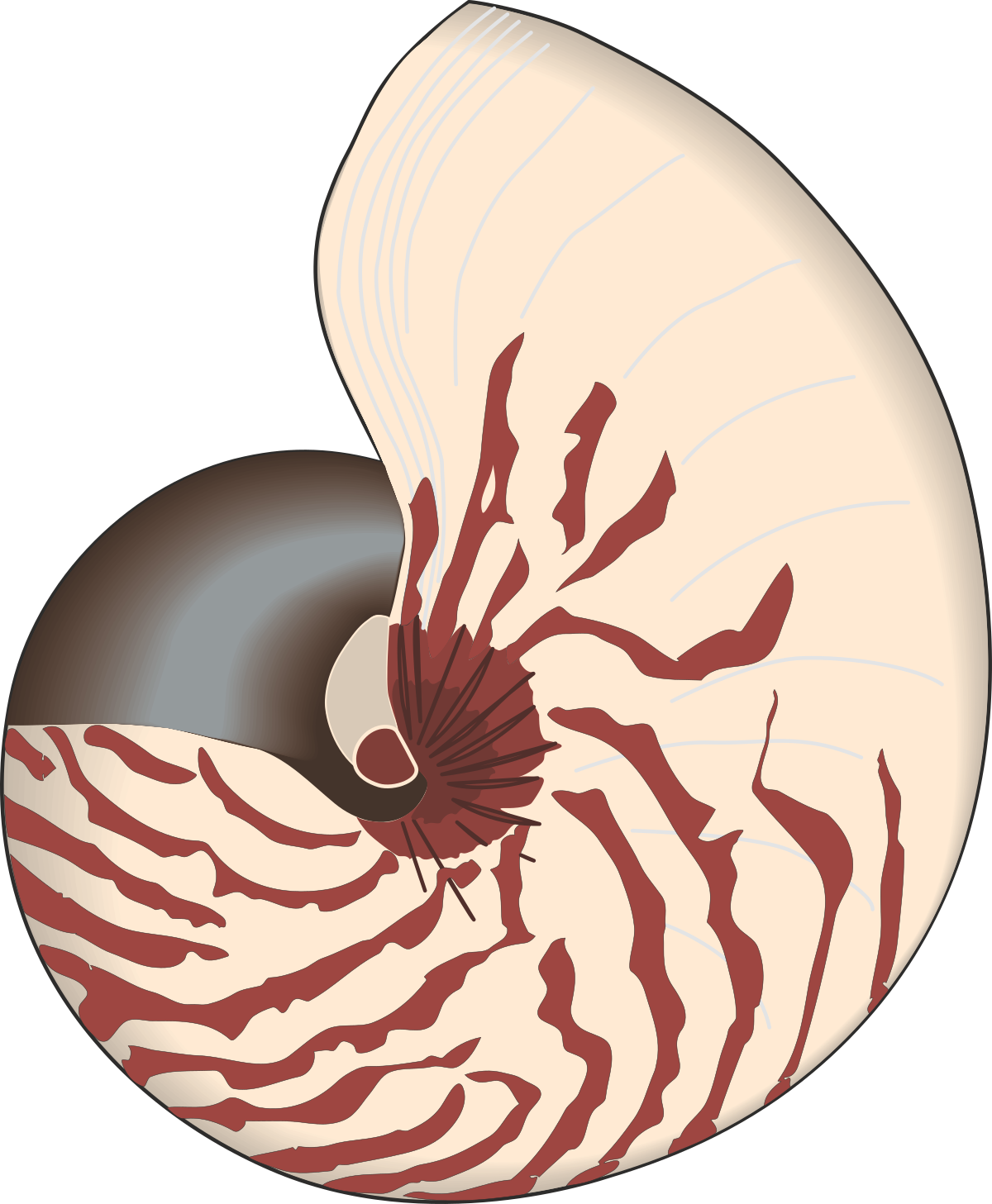 Nautilus Shell Clipart: Striking Red and White Stripes