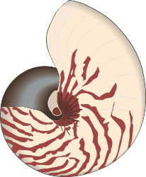 Nautilus Shell Clipart: Striking Red and White Stripes