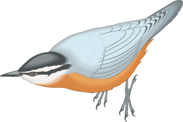 Long-Tailed Bird Clipart on Black Background