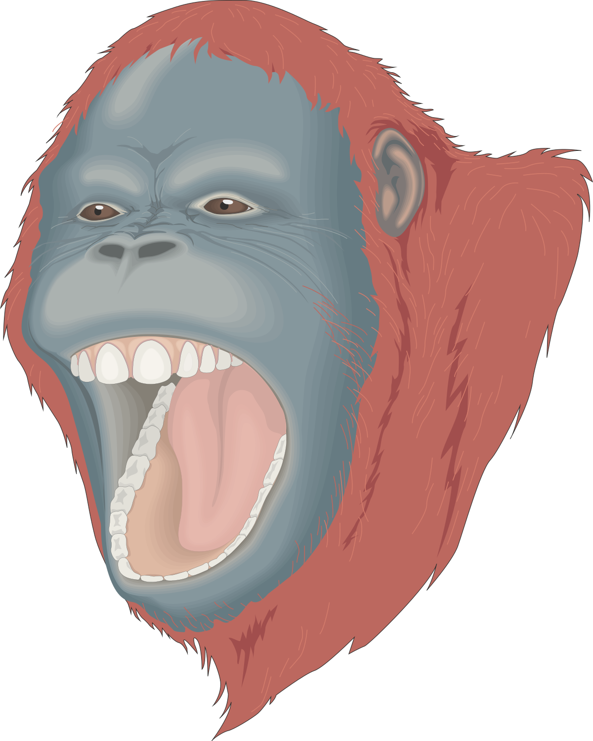 a monkey with its mouth open and its mouth wide clip art png transparent Monkey Clipart: Open-Mouthed Monkey Illustration for Fun Designs