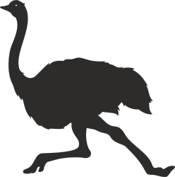 Osm Bird Silhouette on Black Background - Stunning Clipart