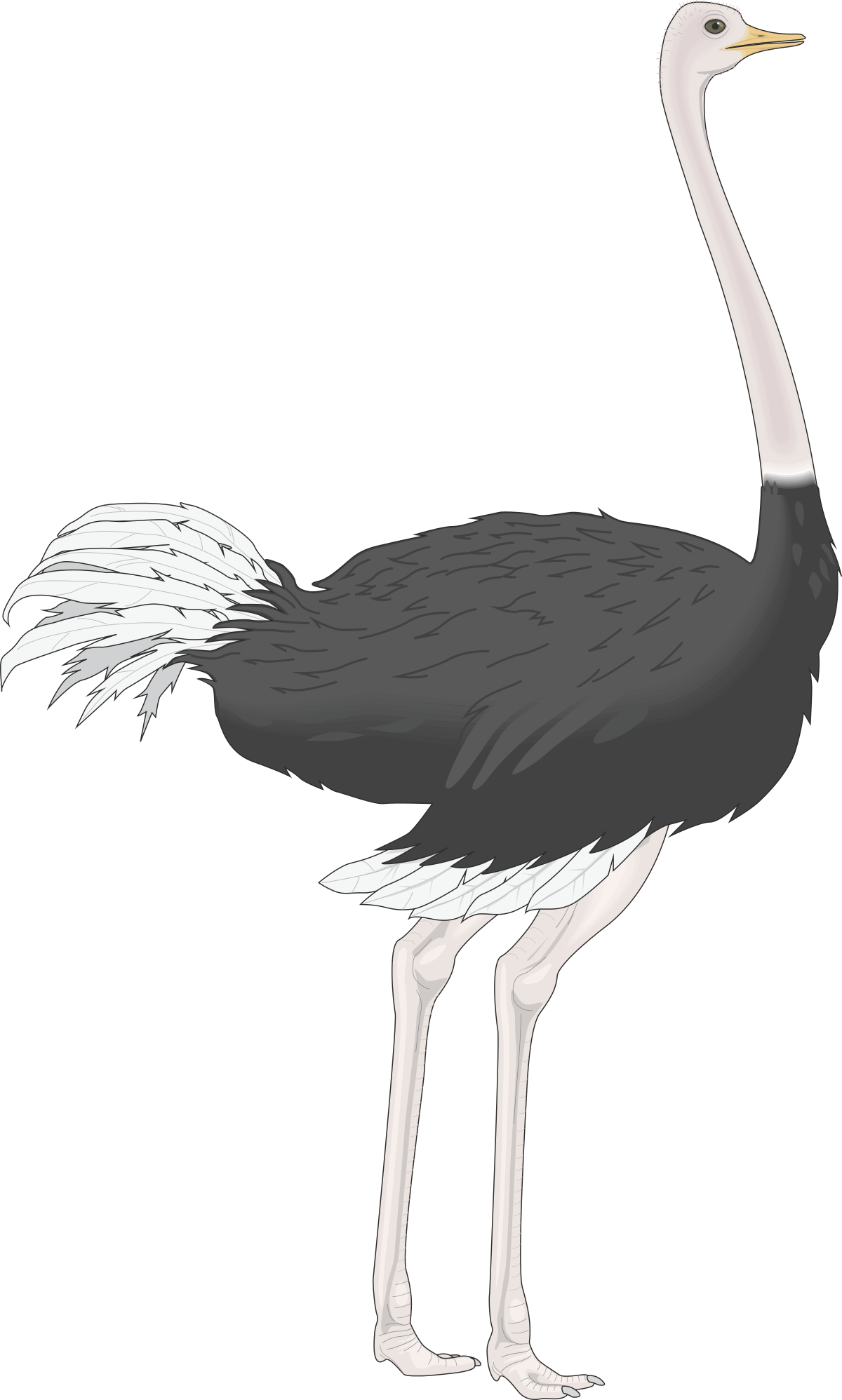 Black and White Bird Clipart for Creative Projects