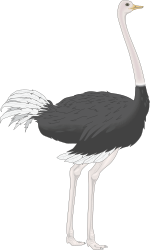 Black and White Bird Clipart for Creative Projects