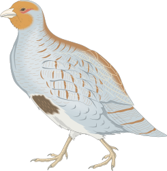 Long-Billed Bird Clipart - Elegant Aviary Illustration