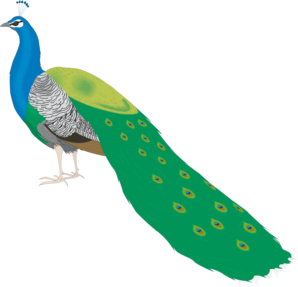a peacock with a long tail and a long tail clip art png transparent Vibrant Peacock with Long Tail Clipart for Stunning Visuals