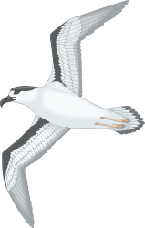 Seagull Flying in the Sky - Stunning Clipart for Nature Themes