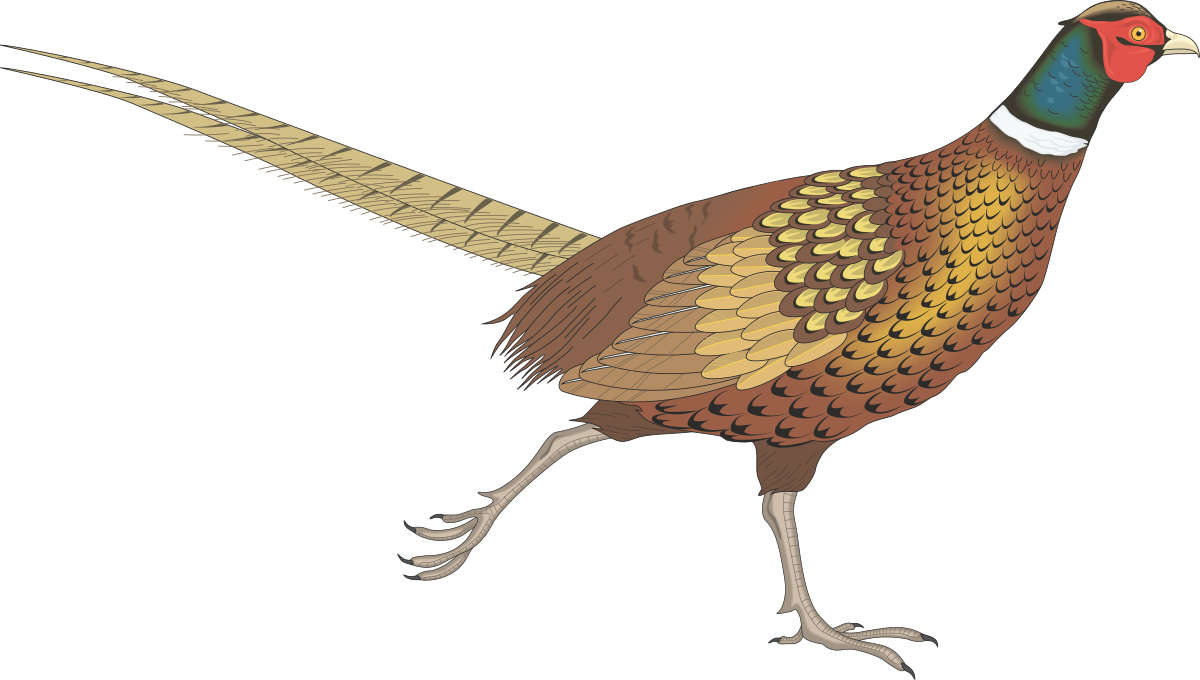 Red-Headed Bird with Yellow Feathers Clipart - Vibrant Nature Illustration