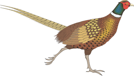Red-Headed Bird with Yellow Feathers Clipart - Vibrant Nature Illustration