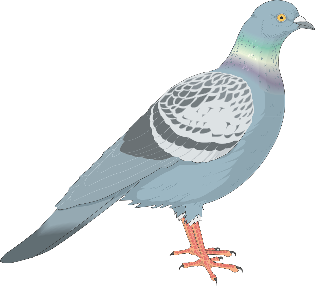 a bird with a green and blue beak clip art png transparent Green and Blue Beak Bird Clipart: Colorful Avian Delight