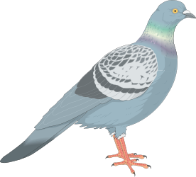 BIRDS,PIGEON clipart