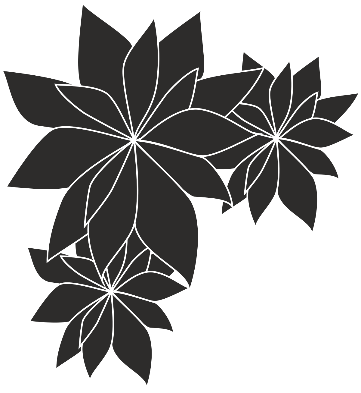 Elegant Black and White Flower Borders with Poinciana Plants