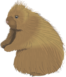 ANIMALS,WILD,PORCUPIN clipart