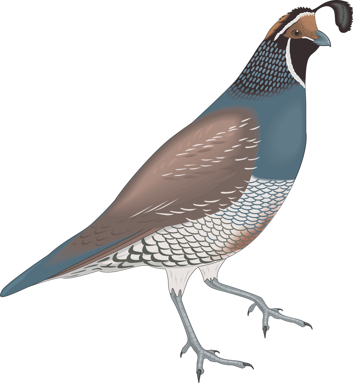 Long Beaked Bird Clipart: Stunning SVG Illustrations