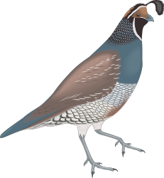 BIRDS,QUAIL clipart