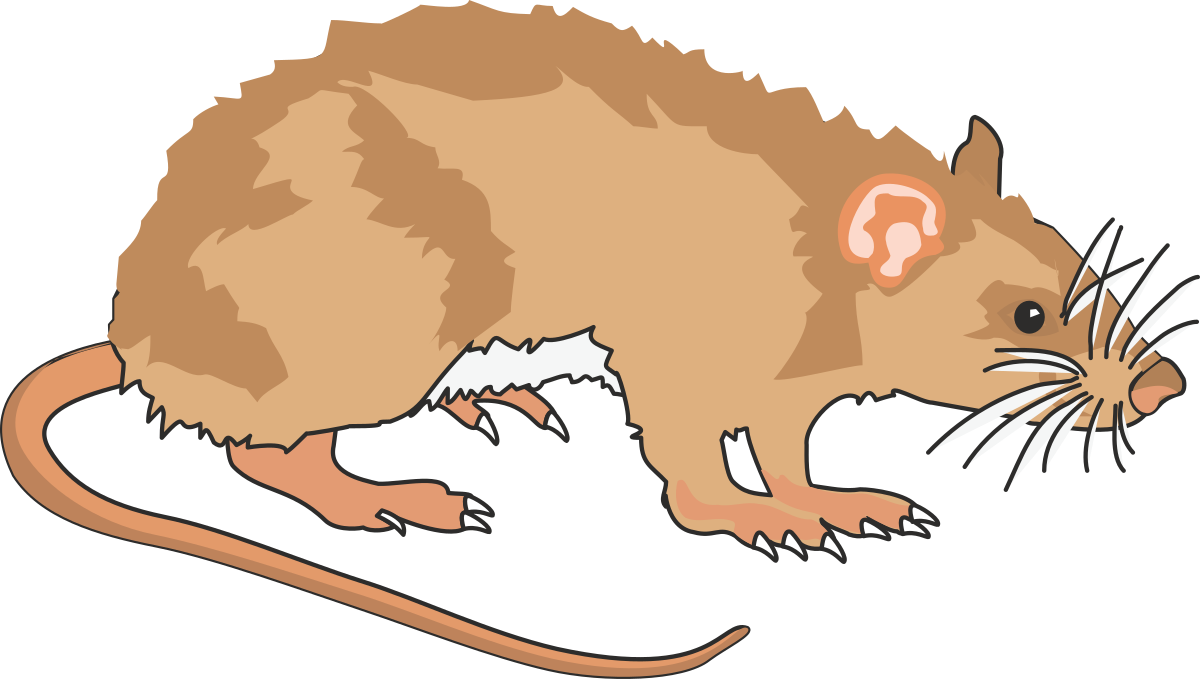 Rat Standing on Hind Legs - Playful Clipart for Creative Projects